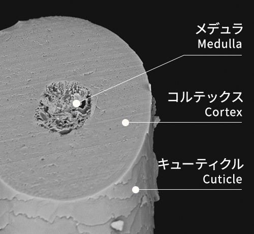 毛髪の構造