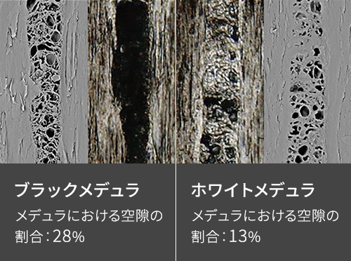 ブラックメデュラ：メデュラにおける空隙の割合：28%　ホワイトメデュラ：メデュラにおける空隙の割合：13%